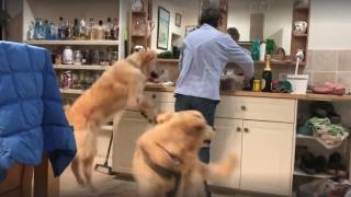 Когато гладни кучета помиришат вечерята (видео)