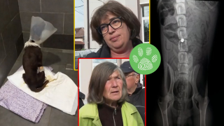 Мъж отстреля дворно куче в Пазарджишко и го парализира (видео)