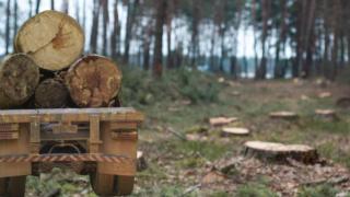 Кметът на Бели Искър показа ужасяваща незаконна сеч край Самоков (РАЗСЛЕДВАНЕ)