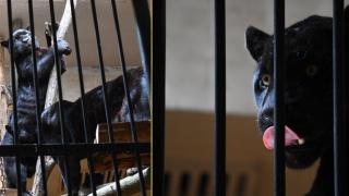 Вижте новите черни ягуари в софийския зоопарк (снимки)