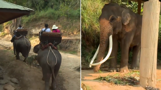 Спасиха 71-годишна слоница с гръбначно изкривяване вследствие на езда (видео)