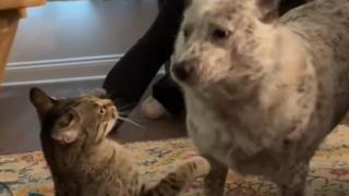 Когато кучето реши да се защити от котка боксьор (видео)