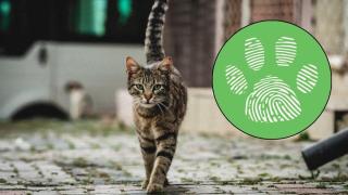 Тровят улични и домашни котки в Монтана и околните села (видео)