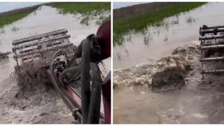 Случайната среща на фермер с опасен хищник (видео)