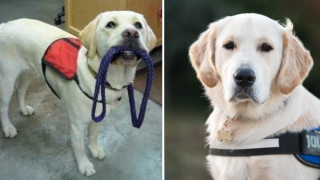 Какво трябва да направим, ако видим куче водач без стопанин?