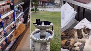 Котките на Истанбул (видео)
