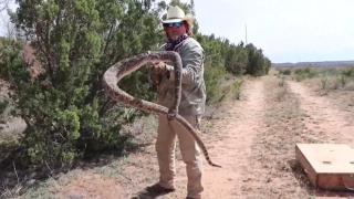 Състезание по лов на гърмящи змии привлича десетки участници (видео)