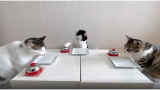 Забавни котки натискат звънец, за да получат храна от стопанина си (видео)