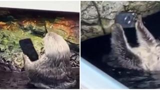 Видра разби айфон пред очите на неговата собственичка (видео)