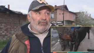 Зоопсихолог: Няма лоши или добри породи кучета (видео)