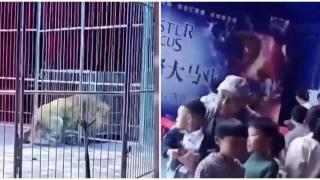 Два лъва избягаха от китайски цирк по време на представление (видео)