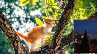 Котка се покачи на огромен бор, спасиха я с помощта на вишка (видео)