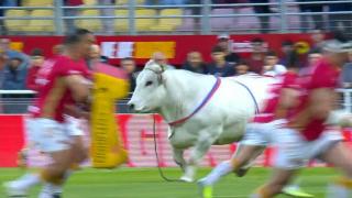 Бик се развилня и подгони играчи на ръгби мач (видео)
