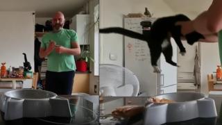 Една типична котка, която няма търпение да яде (видео)