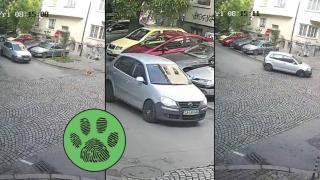 Шофьор прегази куче с бясна скорост в центъра на София