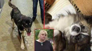Бездомно куче нападна и уби домашен любимец в Димитровград (видео)