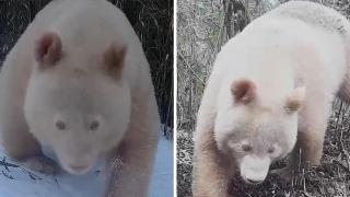 Заснеха рядка панда албинос (видео)