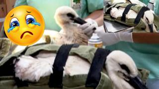 Щъркелите Драга и Драго се завърнаха и отново изграждат гнездо (видео)