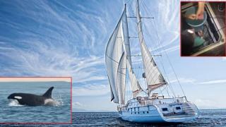 Косатки нападат лодки край Испания и Португалия и никой не знае защо