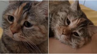 Най-тъжната котка, която никой не може да утеши (видео)