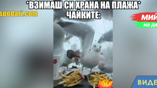 Мийм на деня: Когато решиш да хапнеш на плажа и дойдат чайките (видео)