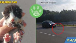Жена спаси като по чудо новородено коте на магистралата (видео)