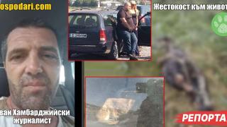 Общински служители изхвърлят упоени полуживи кучета от Благоевград в други общини (РЕПОРТАЖ)