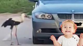 Нахален щъркел кълве колите на жители на Луковит (видео)