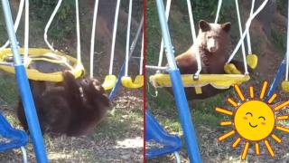 Мече се размазва от кеф на детски люлки (видео)