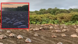 Защо стотици костенурки излязоха по плажовете на Коста Рика? (видео)