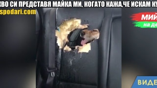 Мийм на деня: Какво си представя майка ми когато кажа, че искам куче (видео)