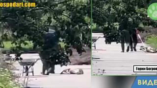Лекар влачи куче в приюта в Горни Богров (видео)