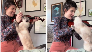 Котката, която мрази да ѝ свирят музика (видео)