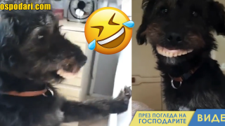 Куче краде зъбите на стопанина си (видео)