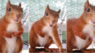 Развълнувана катерица издава странни звуци (видео)
