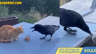 Интересна среща между котка, гарван и куче (видео)