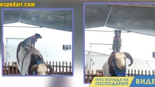 Куче язди механичен бик по-добре от човек (видео)