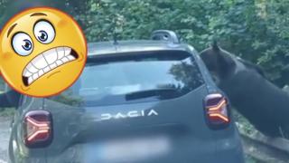 Мечка скочи върху колата на румънци, опитали да я снимат (видео)