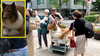 Японец облече реалистичен костюм на куче и се разходи по улиците (видео)