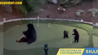 Мечки „играят“ голф (видео)