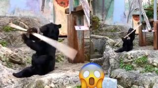 Вижте как Кунг-фу панда оживя (видео)