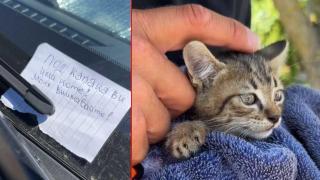 Спасиха коте след цяла нощ в двигателя на автомобил (видео)
