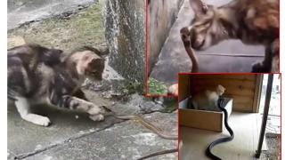 6 доказателства, че котките са по-смели от много хора (видео)