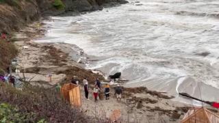 Спасиха животно, бедстващо в бурното море край Лозенец (видео)