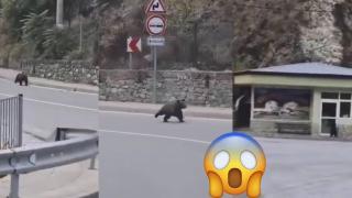 Вижте как малко мече се разхожда в село Михалково (видео)