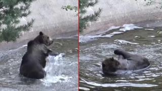 Мечка се забавлява в парка в Белица (видео)