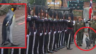 Пингвинът с най-висок военен чин бе повишен до генерал-майор (видео)