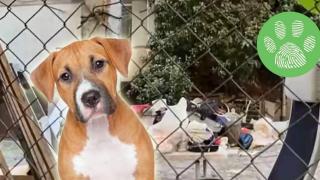 Затворени в изоставена къща кучета тормозят жителите на столичен квартал (видео)