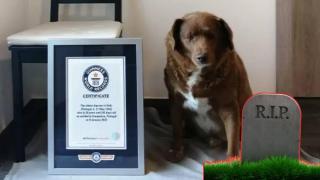 Почина Боби - най-старото куче в света (видео)