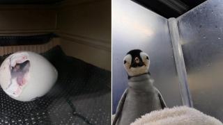Пингвинче от рядък вид се излюпи в аквапарк в САЩ (видео)